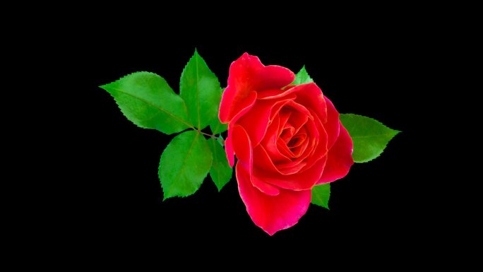 一朵美丽的红玫瑰盛开凋谢