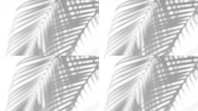 白色墙壁上的棕榈叶阴影