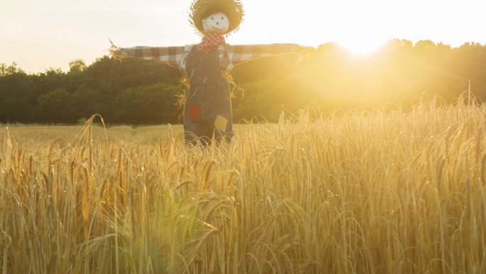日落时分麦田里的稻草人