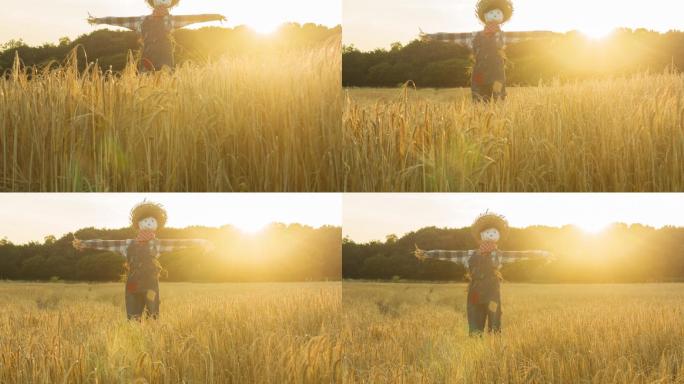 日落时分麦田里的稻草人
