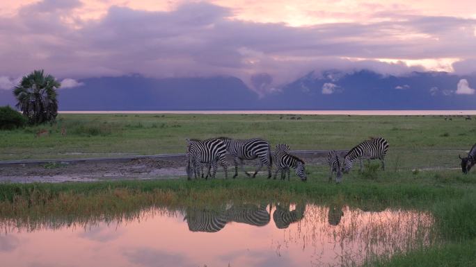 斑马在坦桑尼亚塞伦盖蒂国家公园的游泳池里喝水