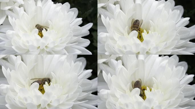 菊花 多头菊 独本菊 大丽菊 悬崖菊