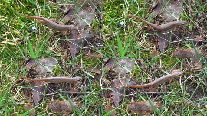 蝾螈在草地上爬行珍稀动物
