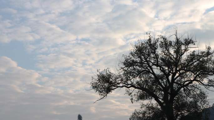 大树与天空中移动的云