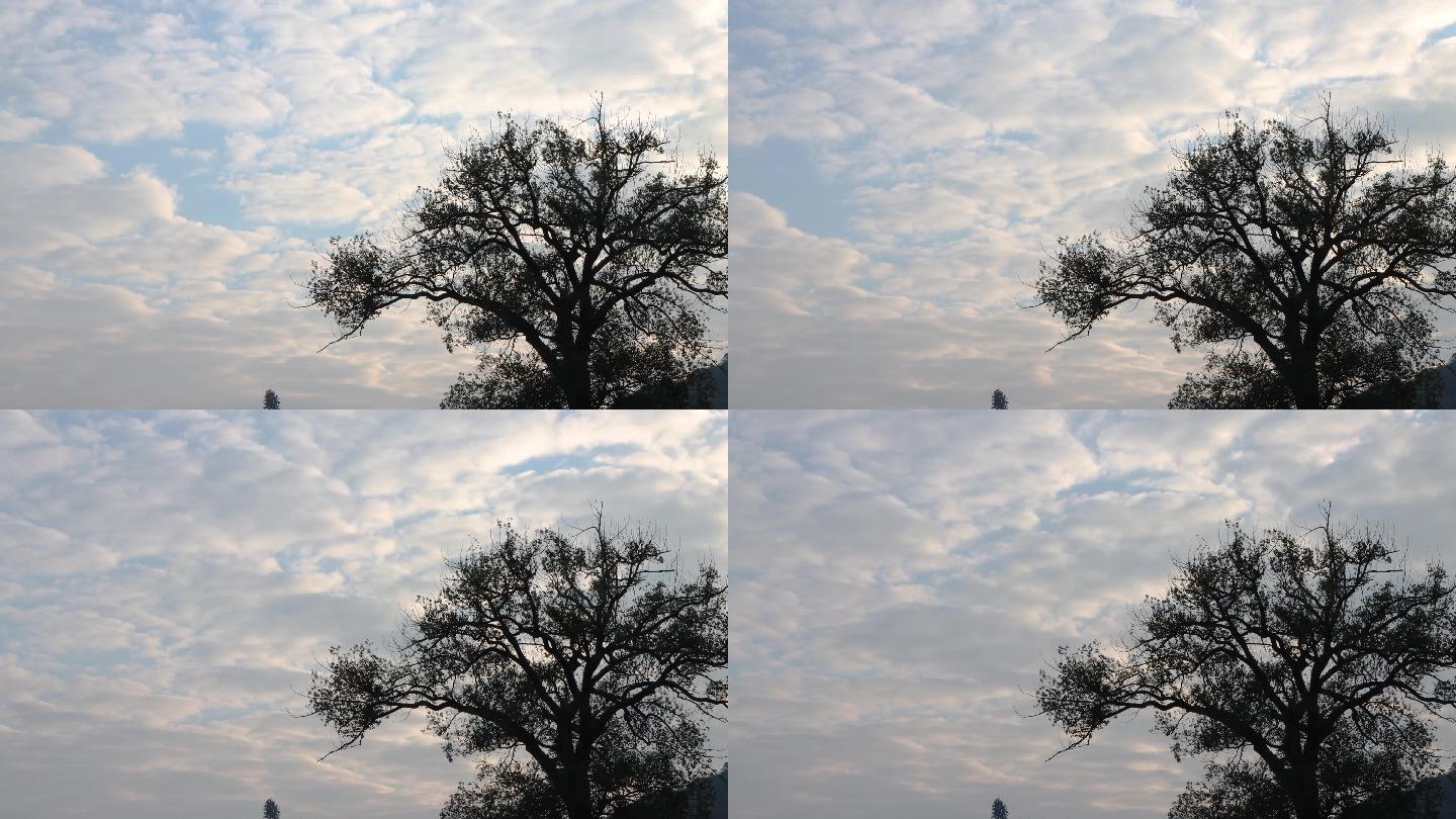 大树与天空中移动的云