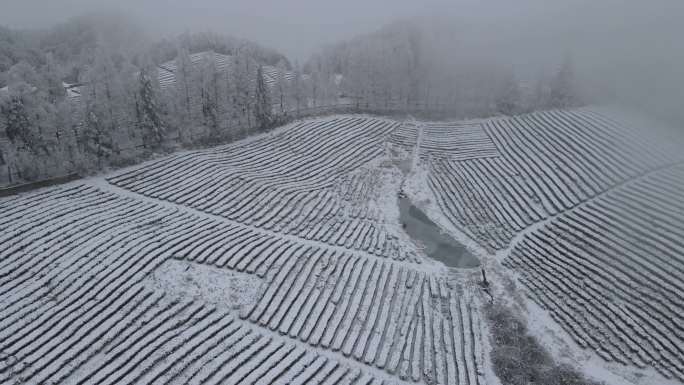 4K航拍雾雪中的高山茶园16