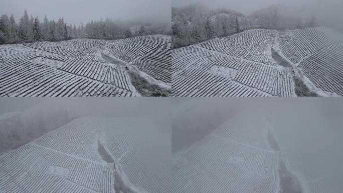 4K航拍雾雪中的高山茶园16