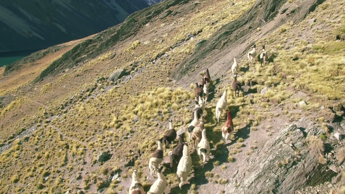 鸟瞰野外美洲驼太阳山脉山峰