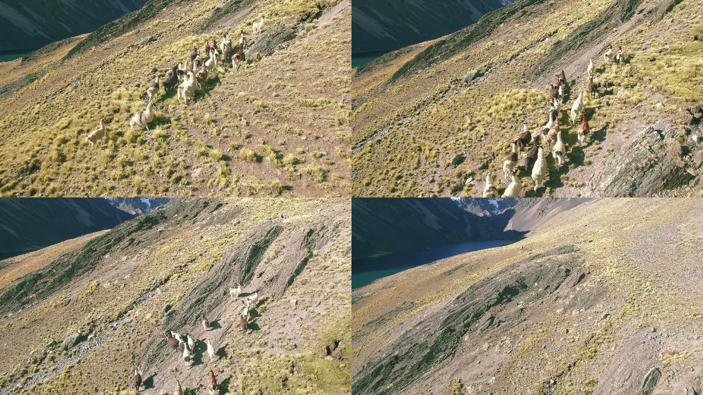 鸟瞰野外美洲驼太阳山脉山峰