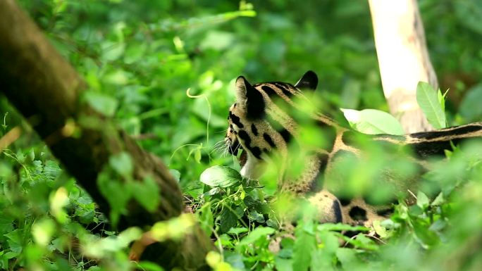 云豹动物园夏季猫科剑齿