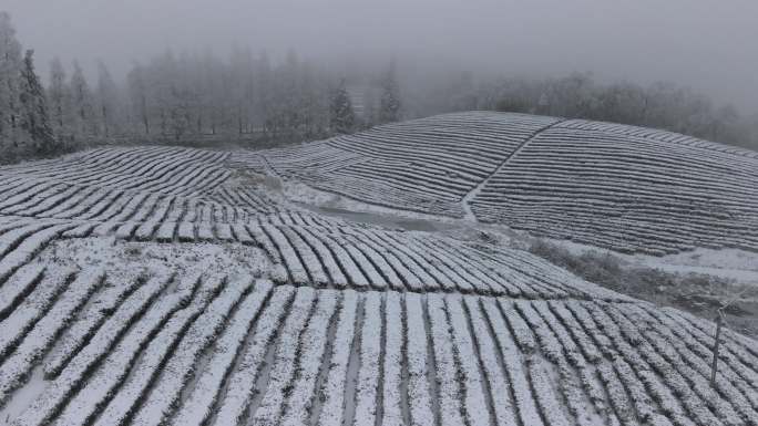 4K航拍雾雪中的高山茶园03