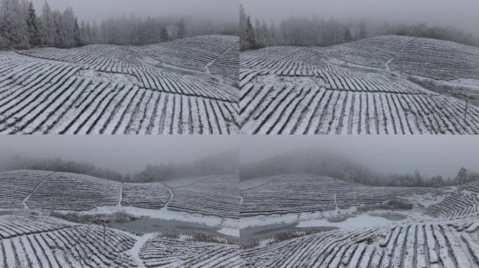 4K航拍雾雪中的高山茶园03