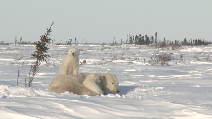 北极熊雌性和幼崽在冻土上