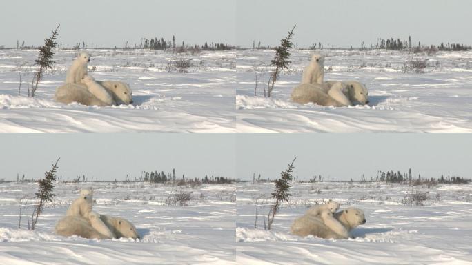 北极熊雌性和幼崽在冻土上