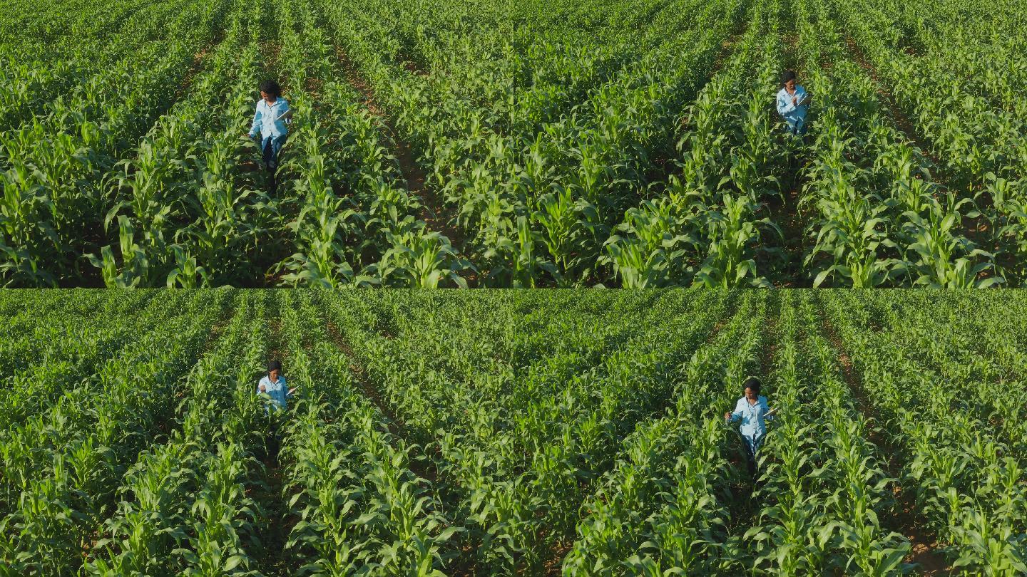 农民用数字平板电脑监控玉米作物