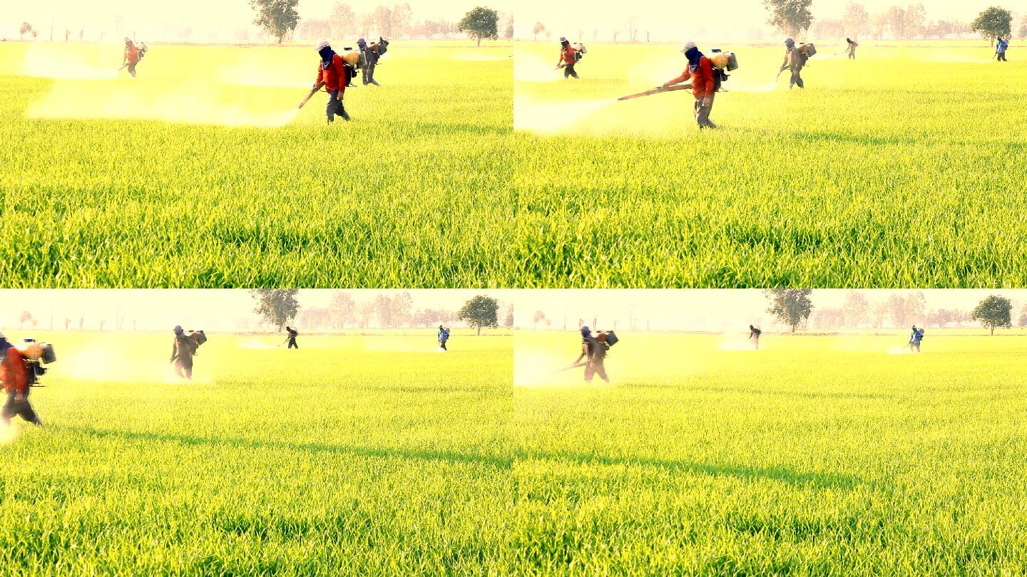 农民在稻田里喷洒农药。