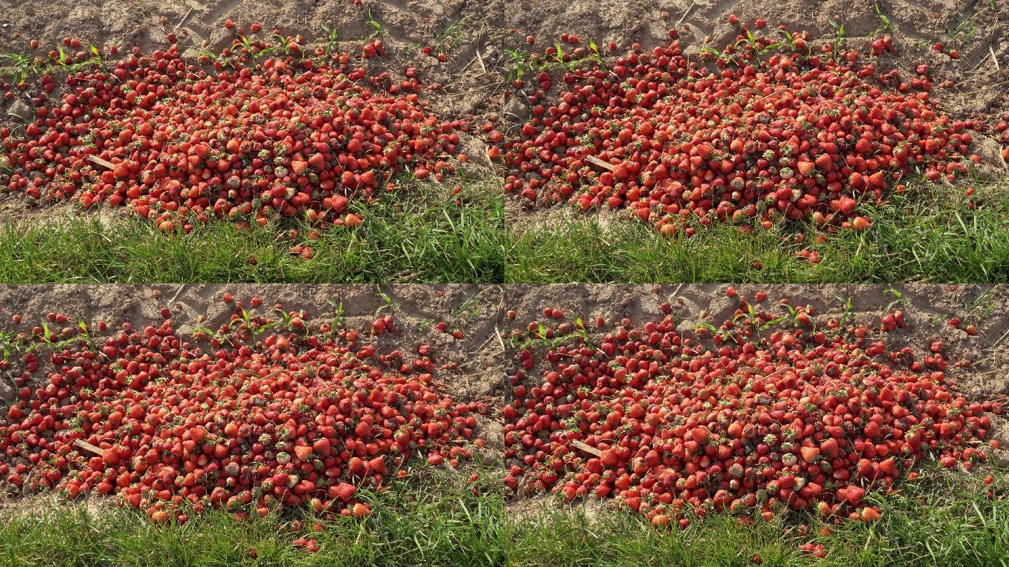 腐烂的草莓躺在田野上