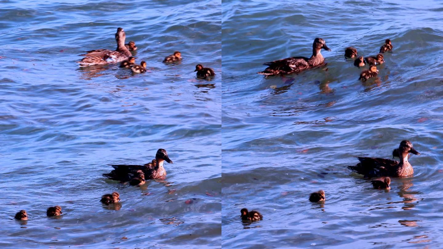 小鸭子和妈妈一起游泳