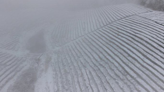 4K航拍雾雪中的高山茶园06