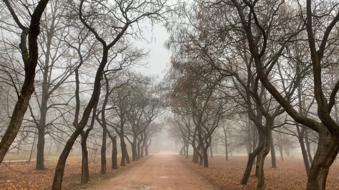 沿着秋天公园里雾蒙蒙的小径散步