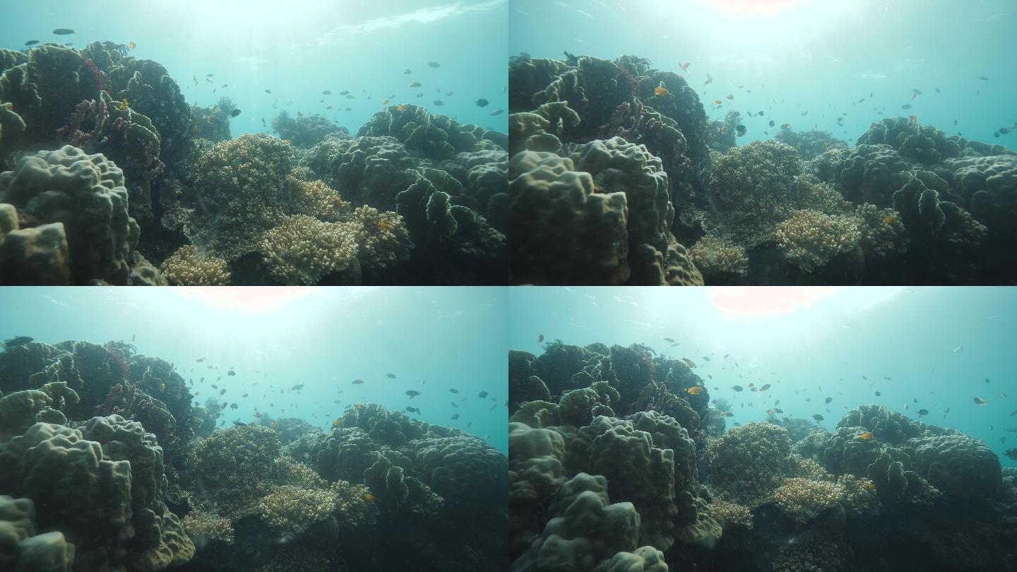 美丽的珊瑚在水下，成群的鱼在蓝色的海洋中游动。