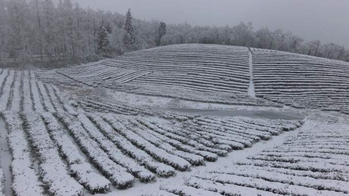 4K航拍雾雪中的高山茶园14