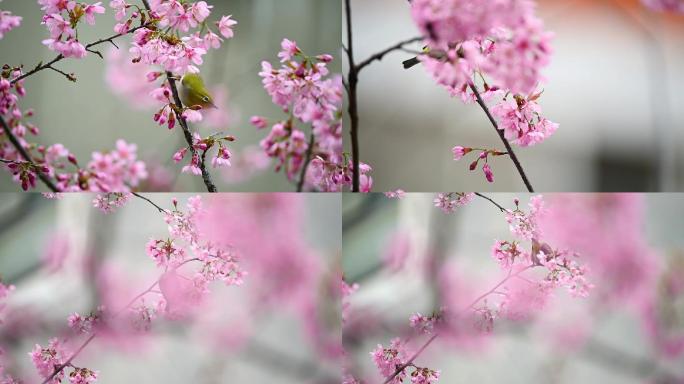 高清拍摄立春时节的樱花和小鸟