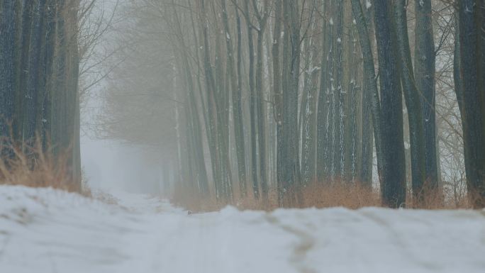 雪后森林道路4k