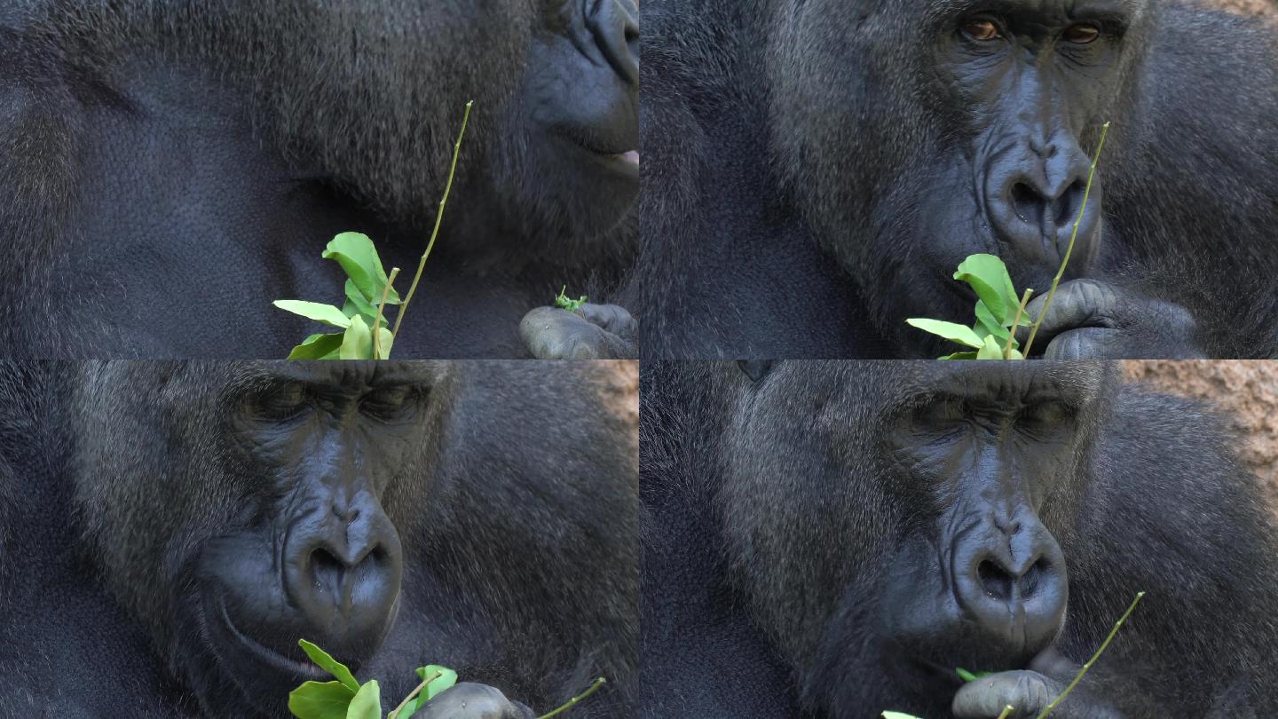 进食的非洲大猩猩