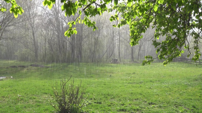 下雨的森林环境自然树木