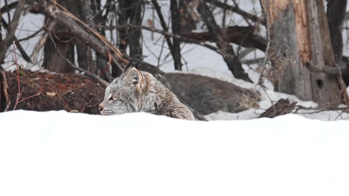 野生加拿大猞猁林地栖息地国外外国森林狩猎