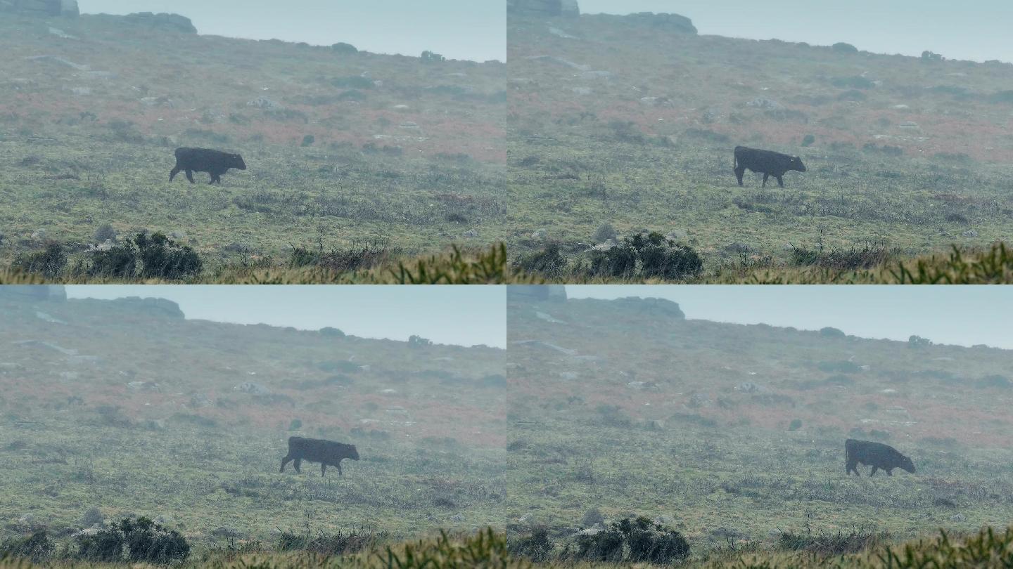 奶牛在暴风雨中穿过贫瘠的土地