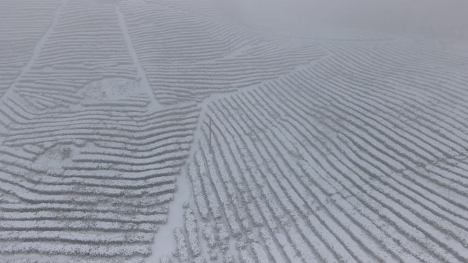 4K航拍雾雪中的高山茶园08