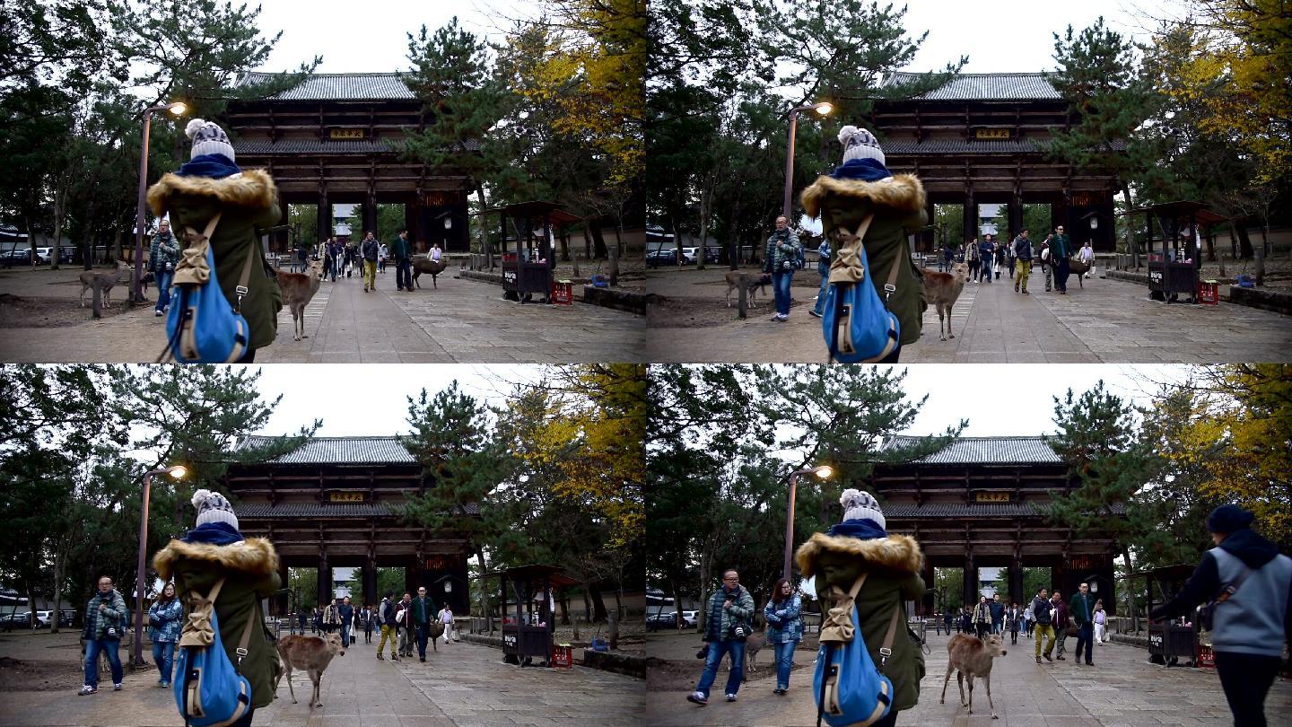 日本奈良公园的鹿