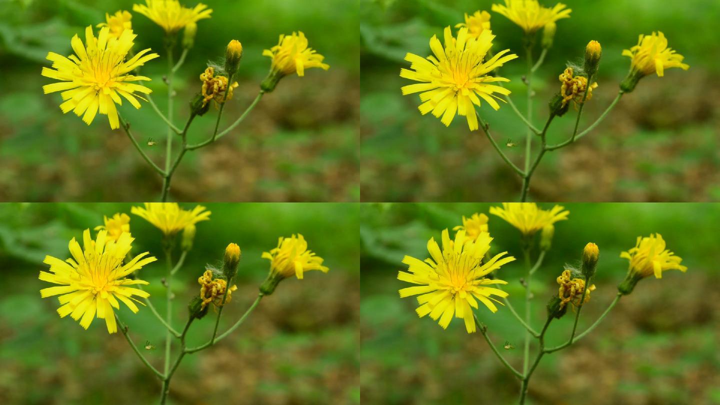 黄色的花朵黄色花骨朵菊花秋菊花朵