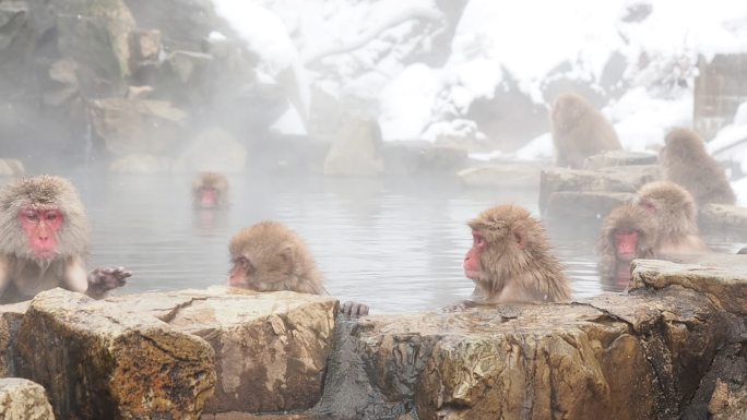 日本猕猴在温泉里洗澡