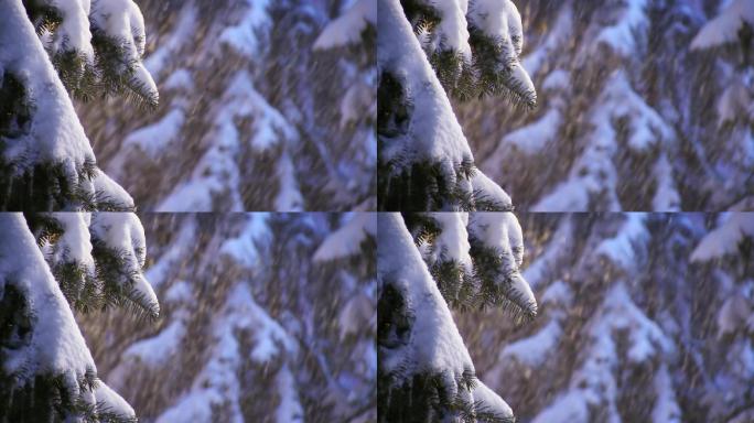 降雪落在白雪皑皑的云杉树上