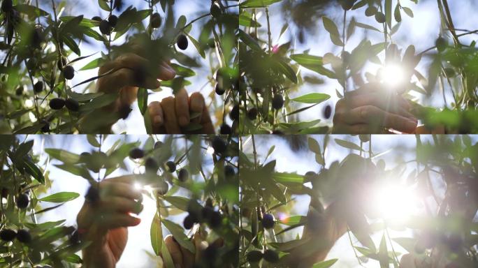 日落时收获橄榄的手的特写镜头