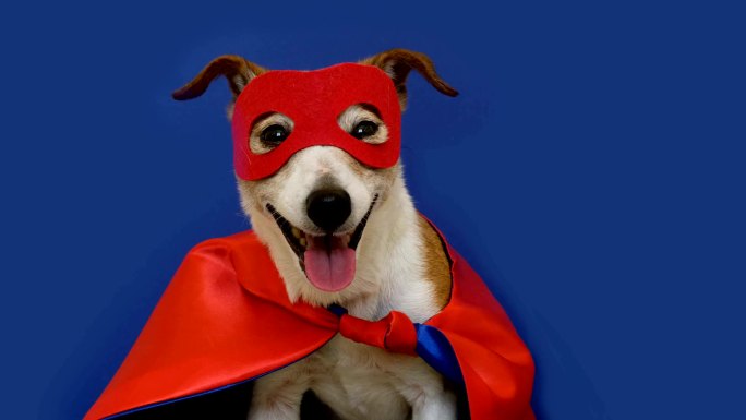 狗狗超级英雄服装