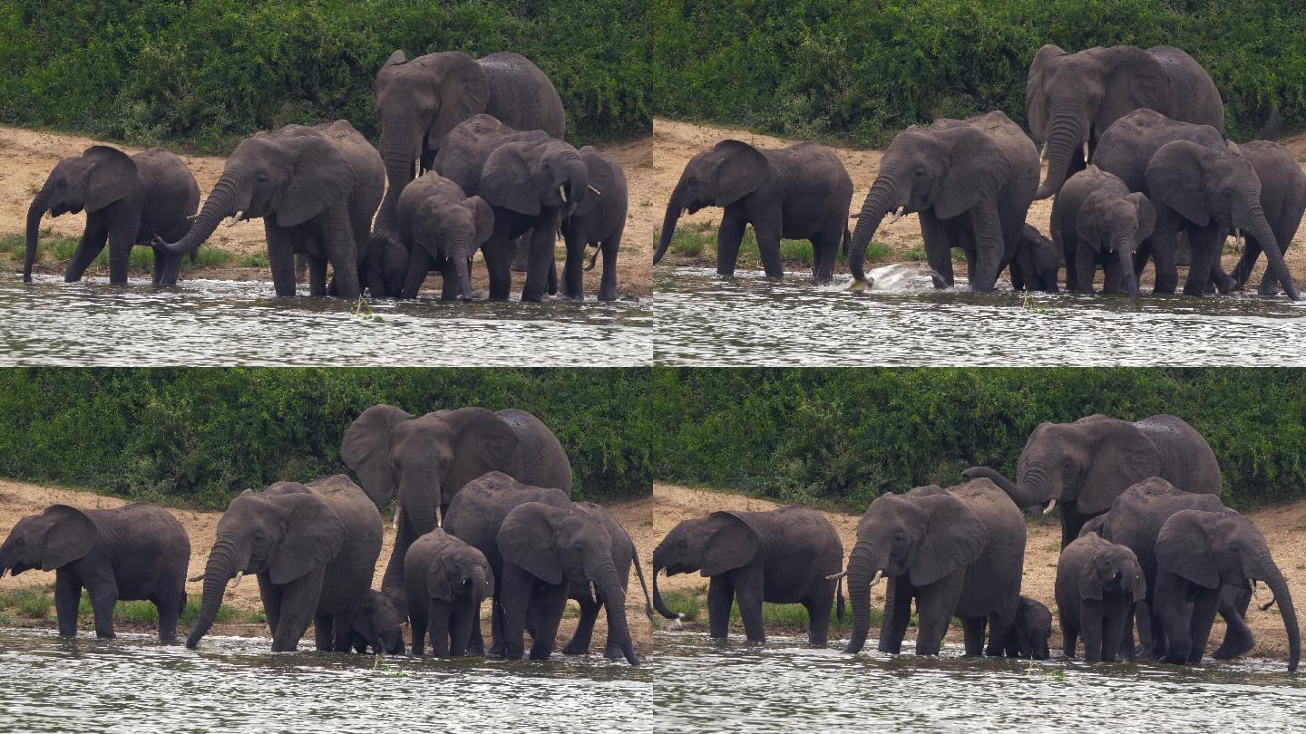 乌干达伊丽莎白女王国家公园的大象