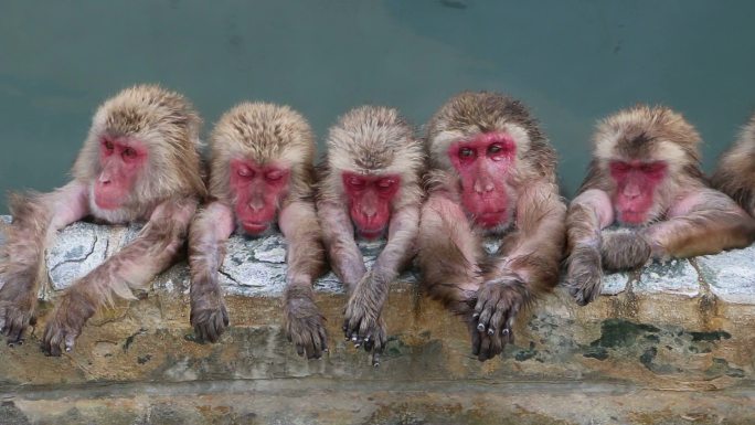 温泉里的猴子一排猴子面部特写野生猴红色脸