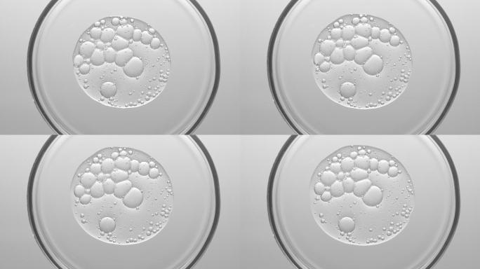 不同大小气泡的凝胶在皮氏培养皿中展开