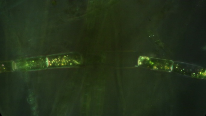 在偏光显微镜下闪烁的藻核蛋白。
