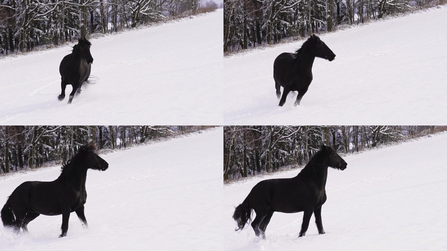 在冬季田野奔跑的弗里斯种马
