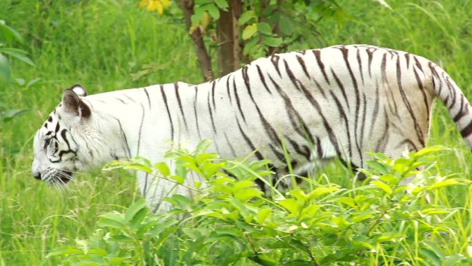 孟加拉白虎大虎虎王漫步寻找猎物