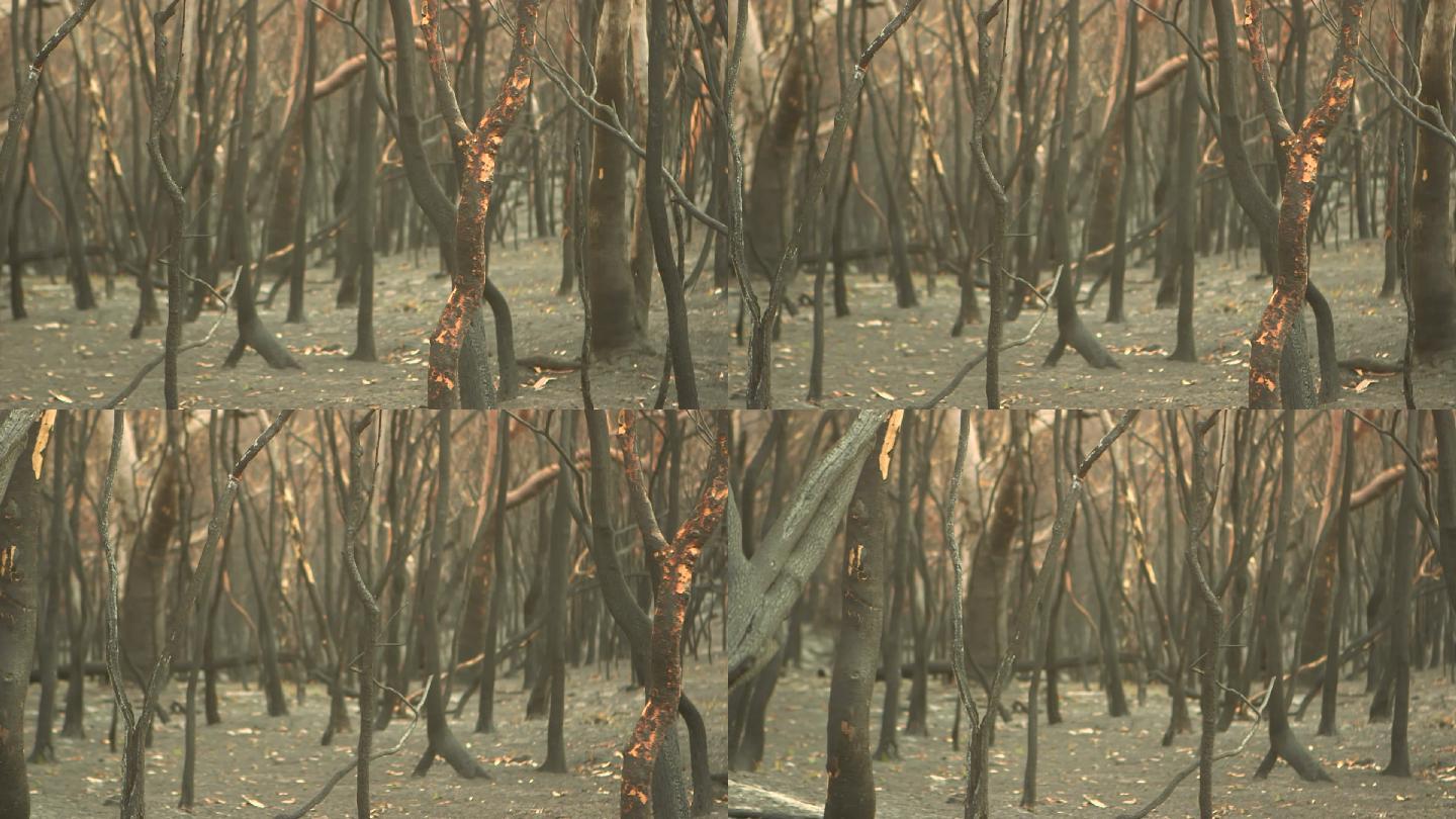 丛林大火的后果山火破坏毁坏植被树林