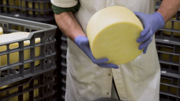 奶酪制造者在奶酪储藏室拿着奶酪轮