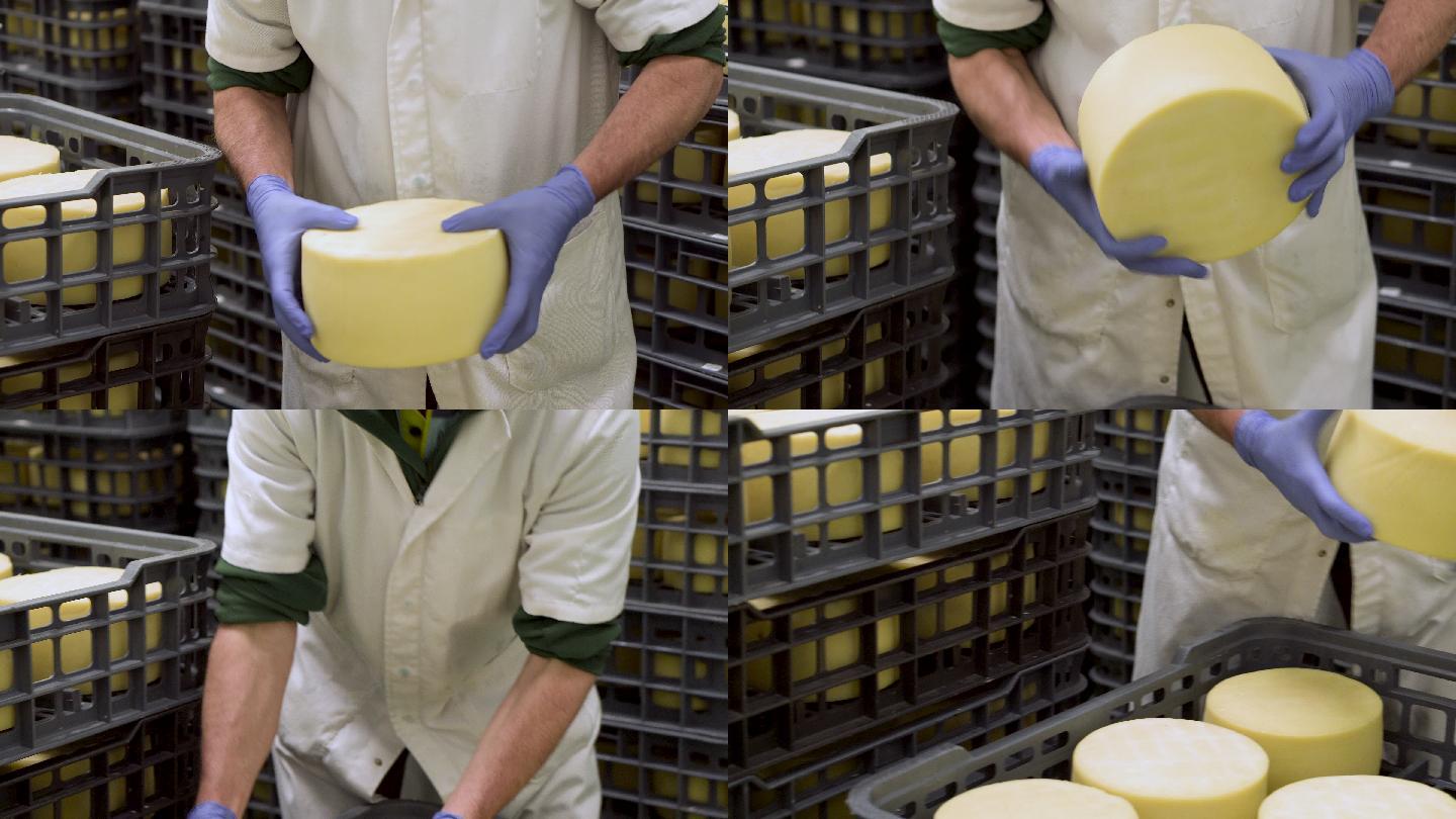 奶酪制造者在奶酪储藏室拿着奶酪轮