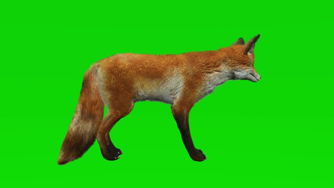 狐狸在绿色屏幕上无所事事。