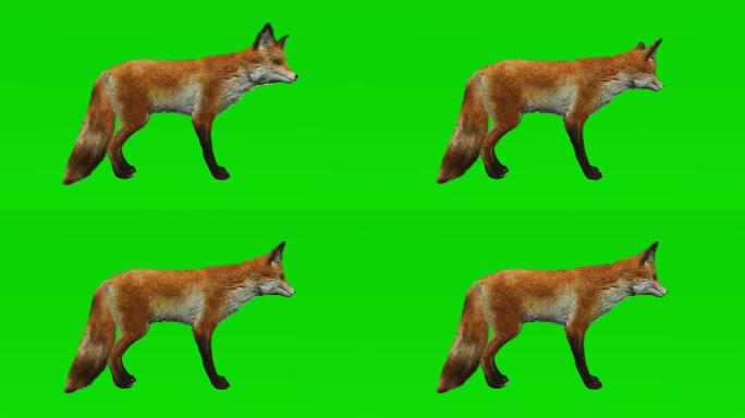 狐狸在绿色屏幕上无所事事。